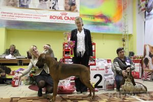 Всероссийская выставка собак «Великие Луки — 2014»