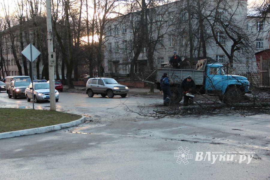 В Великих Луках дерево упало на проезжую часть 