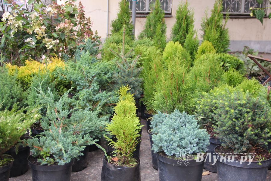 Ярмарка «Осень-2017» (ФОТО)