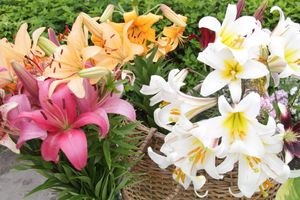 «Парад детских колясок» в День семьи, любви и верности (ФОТО)