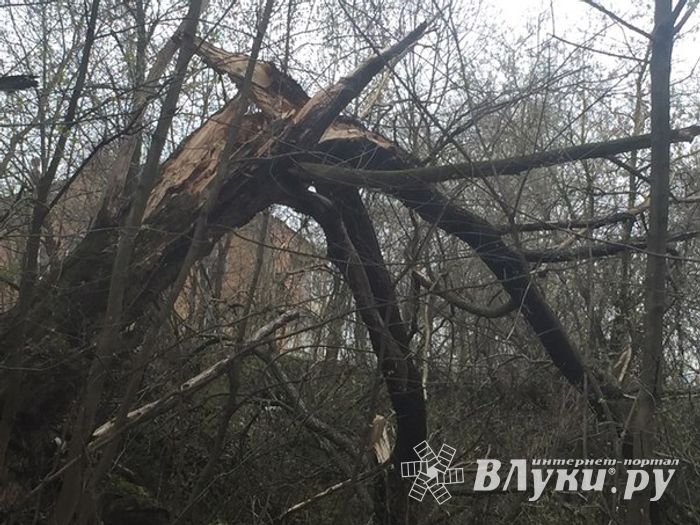 Жутковатое дерево близ острова Дятлинка