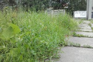 В Великих Луках не потрудились скосить траву возле мемориала (ФОТО)