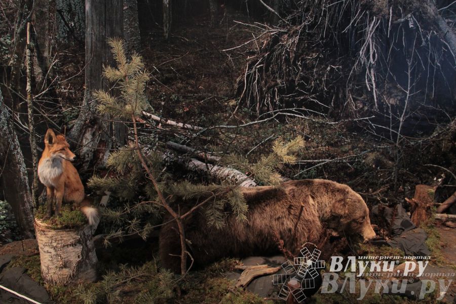 Обзор выставок Краеведческого музея