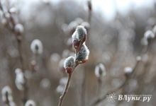 Слякотную погоду прогнозируют на Северо-Западе на предстоящей неделе