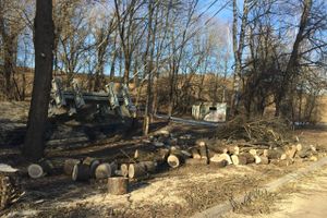 В УЖКХ Великих Лук объяснили спил деревьев возле пешеходного моста (ФОТО)