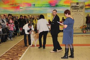 Всероссийская выставка собак в Великих Луках (фото)