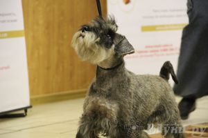 Всероссийская выставка собак «Великие Луки — 2014»
