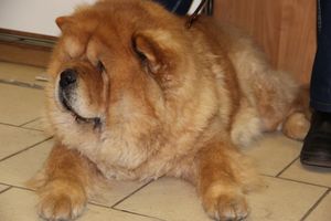 Всероссийская выставка собак в Великих Луках (фото)