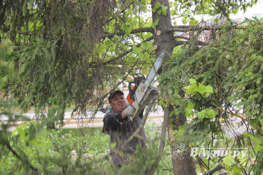 На площади Калинина убирают лишние деревья (ФОТО)