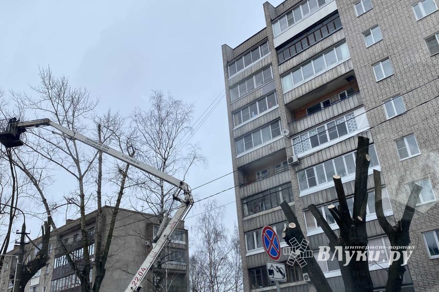 В Великих Луках ведут формовку деревьев (ФОТО)