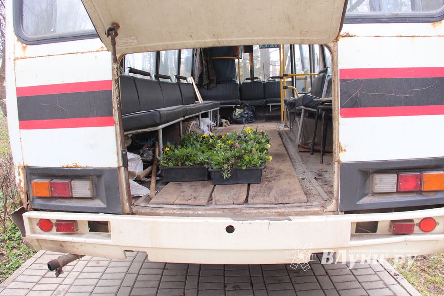 Виолы первыми появились на клумбах Великих Лук (ФОТО)