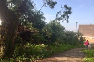 Полтора месяца не убирают сломанные непогодой деревья (ФОТО)