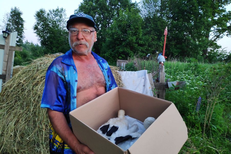 В Псковской области спасли двух аистят (ФОТО)