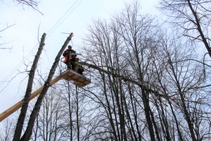 На проспекте Гагарина идет формовка деревьев (ФОТО)