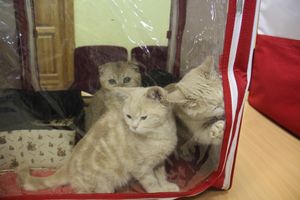 В Великих Луках прошла выставка кошек (фото)