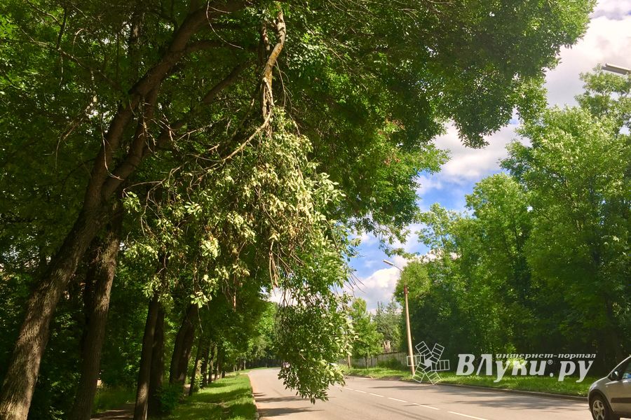 Ветка на проспекте Гагарина клонится в сторону неизбежности... (ФОТО)