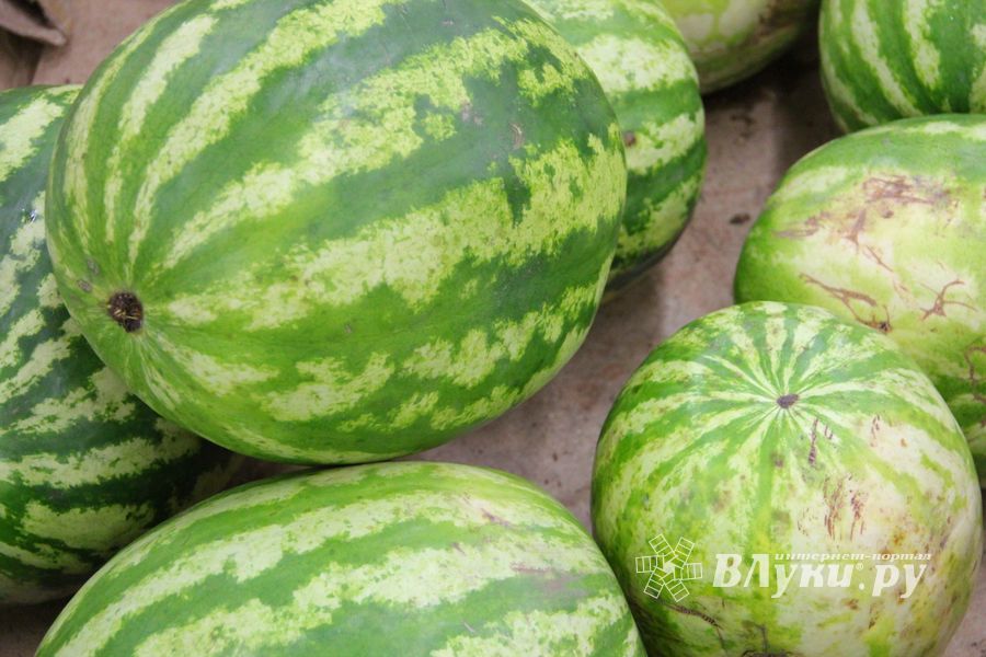 В Великих Луках проверили бахчевые (ФОТО)