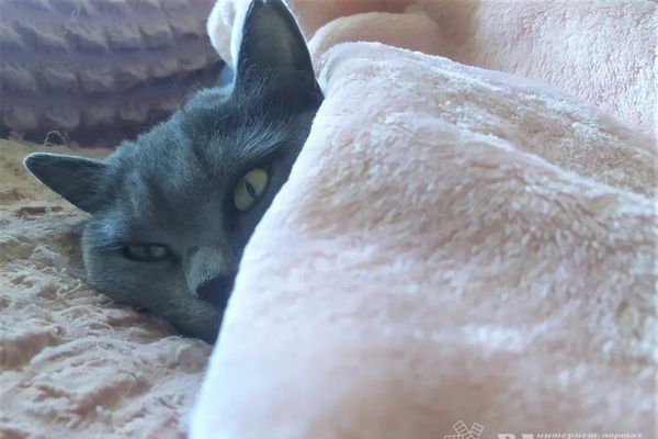 Прогноз погоды в Великих Луках на 11 ноября