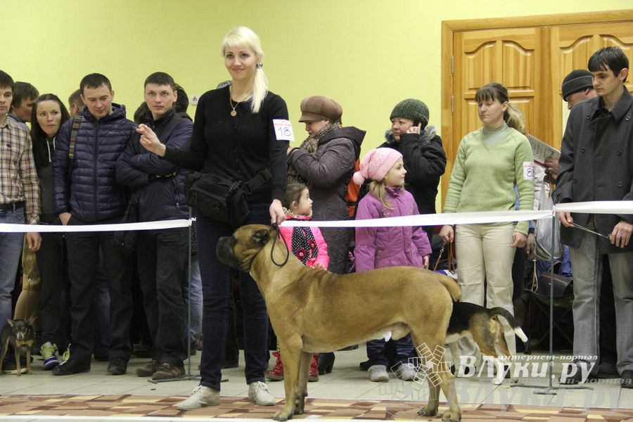Всероссийская выставка собак «Великие Луки — 2014»