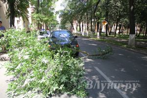 В Великих Луках на БМВ упало дерево (ФОТО)