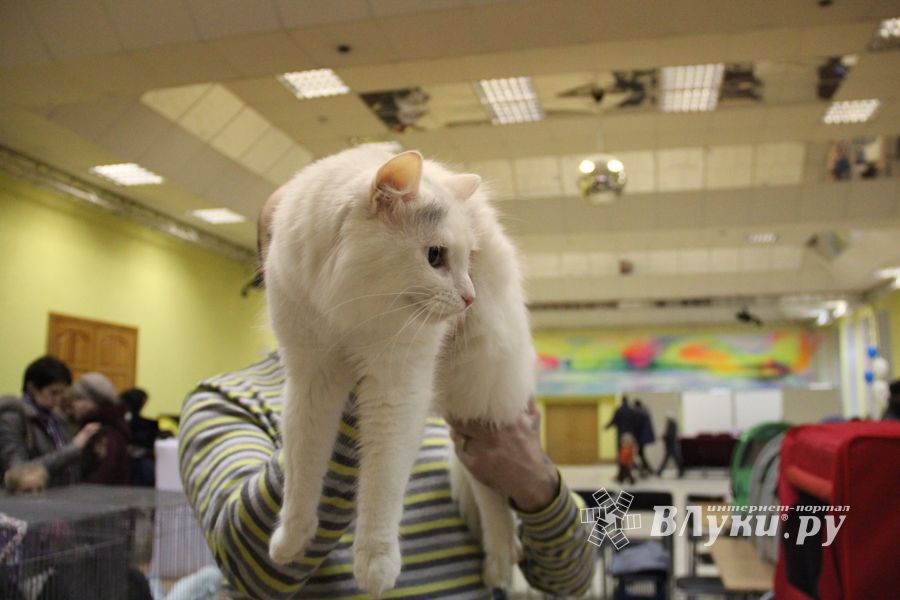 В Великих Луках прошла выставка кошек (фото)