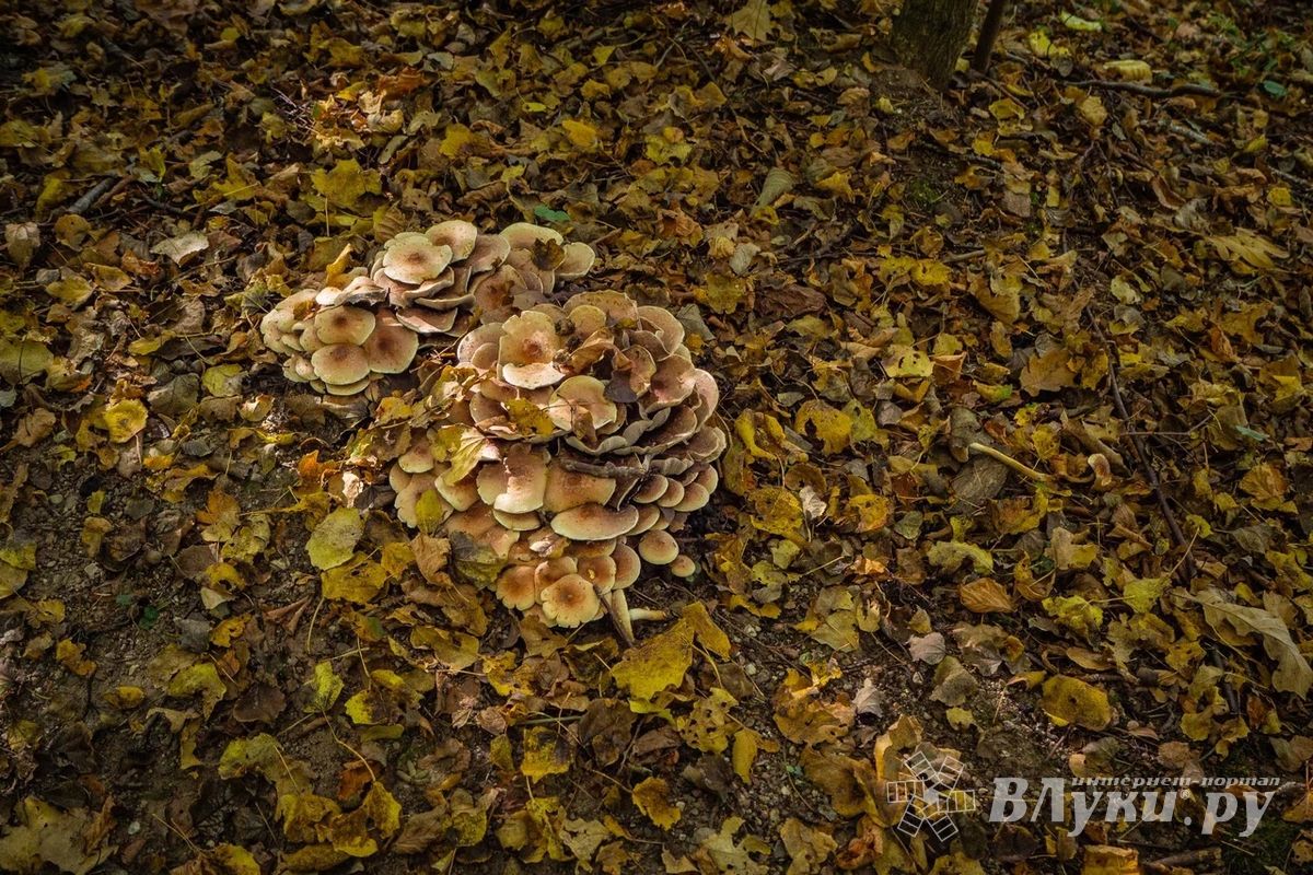 Великие Луки : Прогноз погоды на 9 октября в Великих Луках