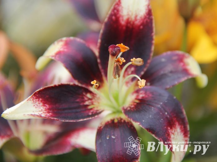 «Парад детских колясок» в День семьи, любви и верности (ФОТО)