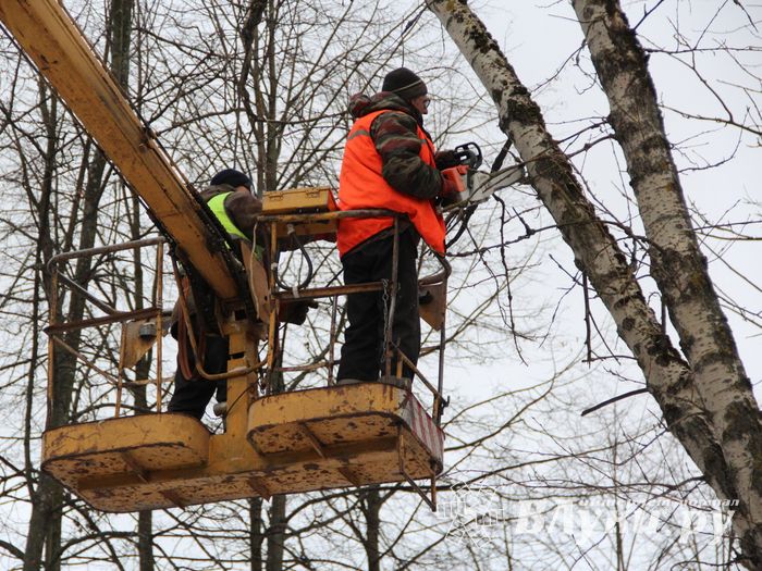 На проспекте Гагарина идет формовка деревьев (ФОТО)