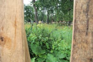 Великолукский парк – в ожидании подрядчика (ФОТО)