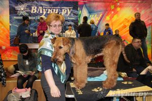 Всероссийская выставка собак в Великих Луках (фото)