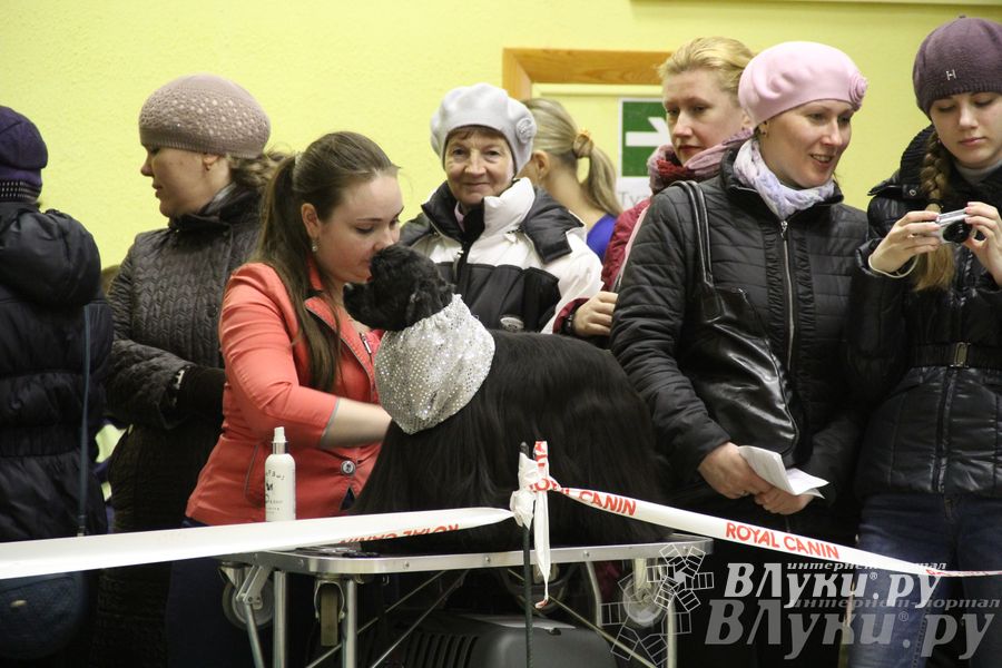 Всероссийская выставка собак «Великие Луки — 2014»