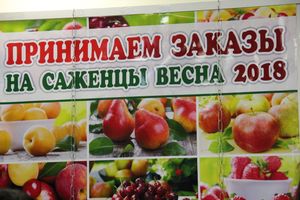 «Золотая Репка» удивляет! (ФОТО)