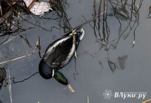 Великолучане вновь обнаружили в Ситовке погибших уток (ФОТО)