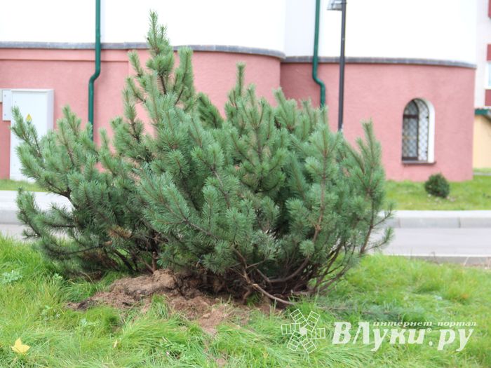 Куда исчезли пихты у Свято-Вознесенского собора в Великих Луках