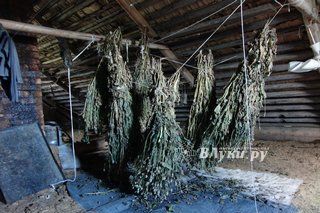 В Псковской области 25-летний парень «насушил» на зиму более 5 кг мака (фото)