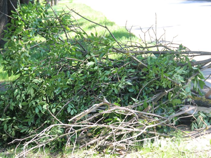 «Опасную» ветку над проспектом Гагарина спилили (ФОТО)