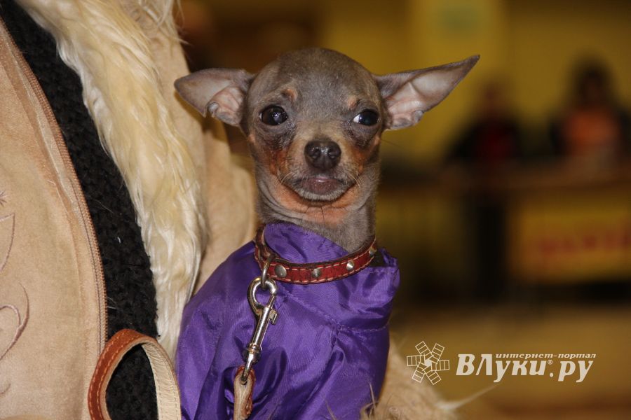 Всероссийская выставка собак в Великих Луках (фото)