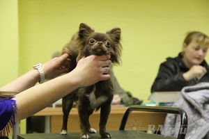 Всероссийская выставка собак «Великие Луки — 2014»