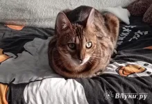 Сегодня в Великих Луках будет пасмурно