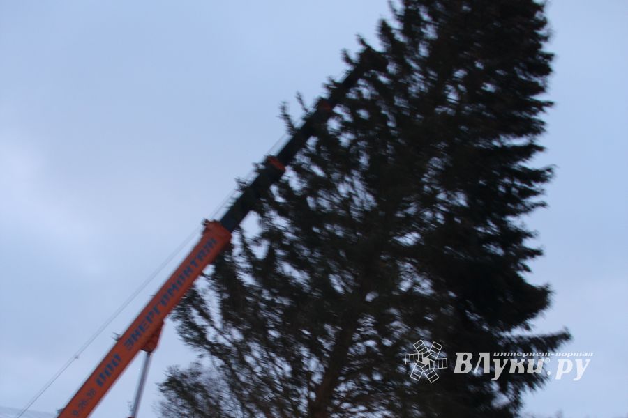 В Великие Луки приехала главная новогодняя ель (ФОТО)