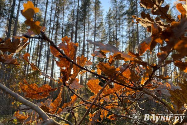 Прогноз погоды в Великих Луках на 15 ноября