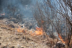 Великолукский район полыхает (ФОТО; ВИДЕО)