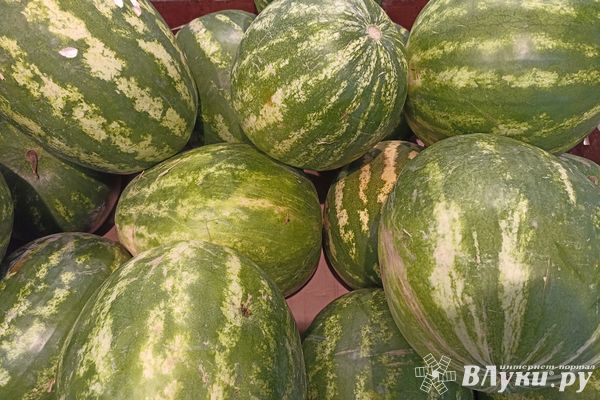 Роспотребнадзор Псковской области. Выбираем арбуз правильно