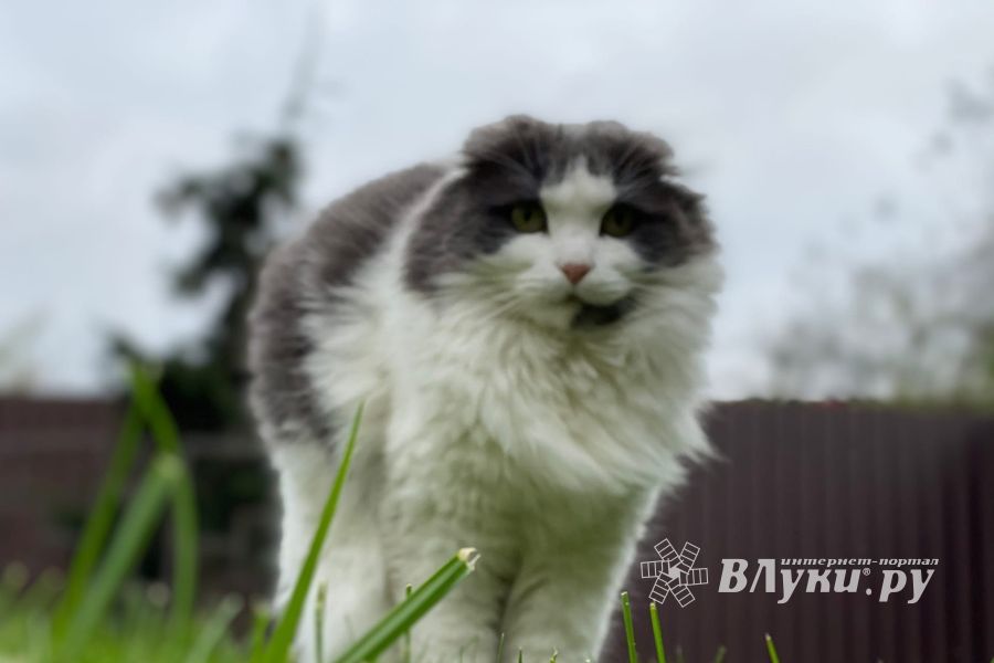 © ВЛуки.ру