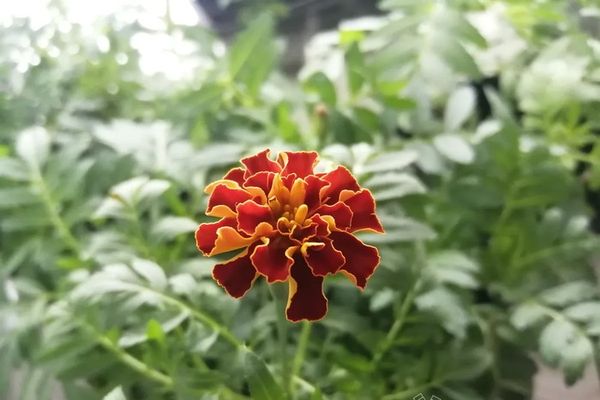 Прогноз погоды в Великих Луках на 8 сентября