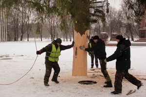 Ёлочка приехала! (ФОТО)