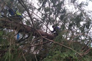 В Великие Луки привезли главную новогоднюю ёлку