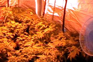 В Великих Луках в двух квартирах молодые люди выращивали коноплю