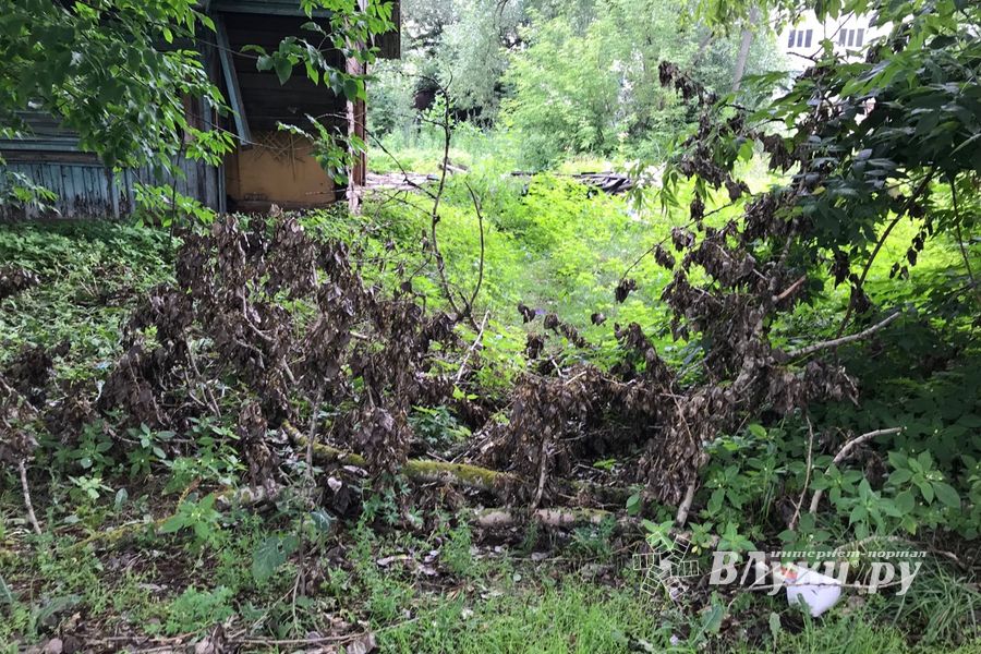 Грозы добавляют неухоженности Великим Лукам (ФОТО)
