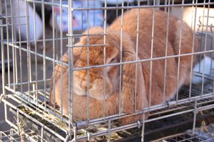 Торговая ярмарка «Осень-2016» прошла в Великих Луках (ФОТО)